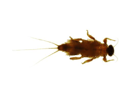 Little Stout Crawler Mayfly specimen