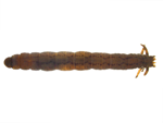 Cranefly Larvae specimen
