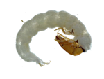 Fingernet Caddisfly Larvae specimen