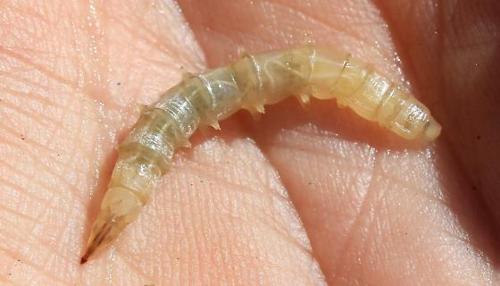 Horsefly Larvae specimen