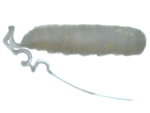 Rat-tailed Maggot specimen