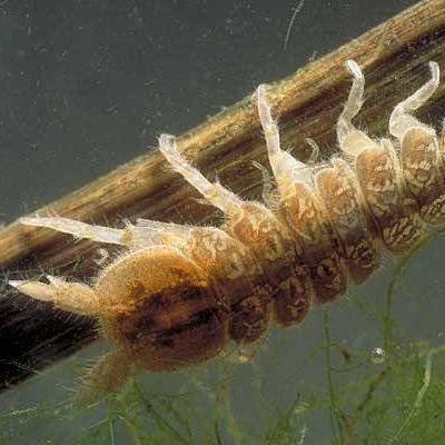 Sow Bug specimen