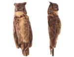 Great Horned Owl specimen
