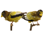 Evening Grosbeak specimen