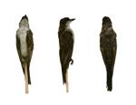 Eastern Kingbird specimen