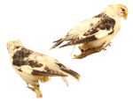 Snow Bunting specimen