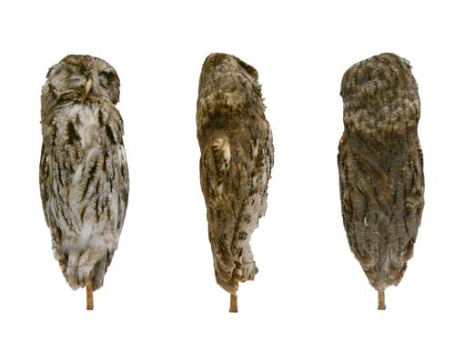 Eastern Screech Owl specimen