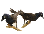 Common Grackle specimen