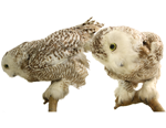 Snowy Owl specimen