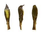 Great-crested Flycatcher specimen