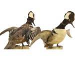 Hooded Merganser specimen