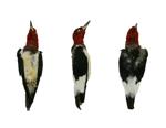 Red-headed Woodpecker specimen
