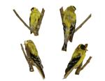 American Goldfinch specimen