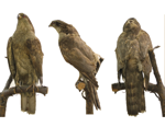 Northern Goshawk specimen