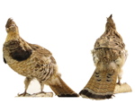 Ruffed Grouse specimen