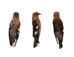 White Winged Crossbill specimen