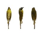 Common Yellow Throat Warbler specimen