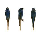 Indigo Bunting specimen