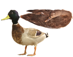 Mallard specimen