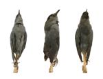 Gray Catbird specimen