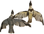 Belted Kingfisher specimen