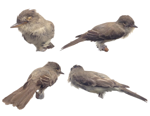 Eastern Wood Pewee specimen