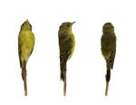 Magnolia Warbler specimen