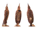 Northern Flicker specimen