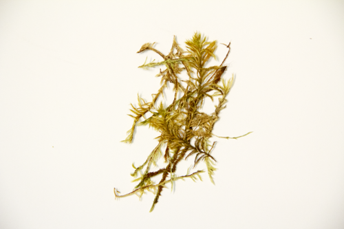 Wooly feather moss specimen