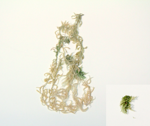 Streamside sphagnum specimen