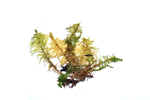 Knight's plume moss specimen
