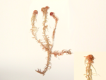 Acute-leaved Bog-moss; Red Bog-moss specimen