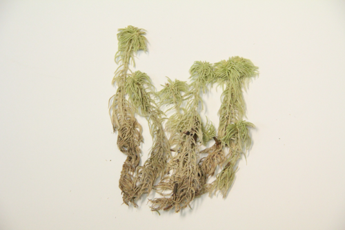 Girgensohn's sphagnum specimen