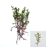 Cliated fringewort; Northern naugehyde liverwort specimen