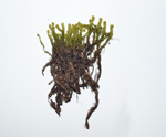 Intermediate Hook-moss specimen