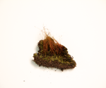 Nodding thread-moss specimen