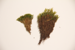 Broom moss specimen