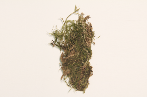 Ringless hook-moss specimen