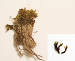 Bog groove moss; Ribbed bog moss specimen