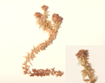 Magellan's sphagnum; Magellanic Bog-moss specimen