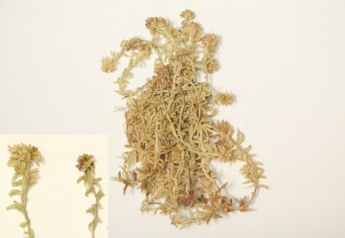 Papillose Bog-moss specimen