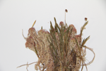 Bog haircap moss; Strict haircap specimen