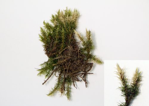 Broom moss; Rugose Fork-moss specimen