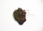 Anomalous Flapwort specimen