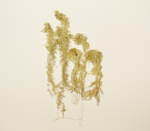 Toothed sphagnum specimen