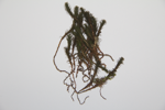 Common haircap; Great golden maidenhair; Great goldilocks; Common hair moss specimen