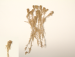 Rusty bogmoss; Rusty peat moss specimen