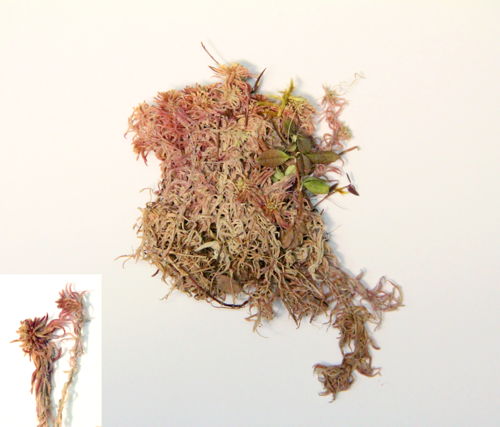 Warnstorf's sphagnum specimen