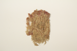 Red bogmoss; Small red peat moss specimen