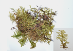 Schreber's big red stem moss; Red-stemmed Feathermoss specimen